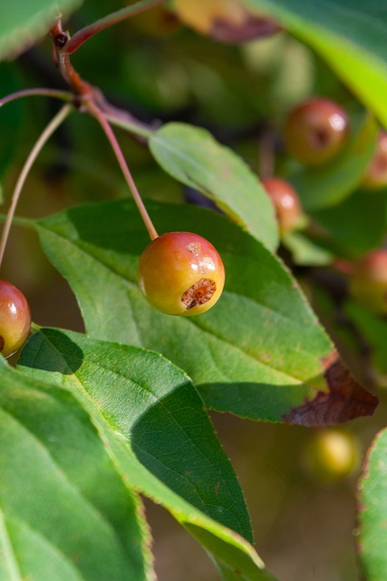 电讯报：曼联执意追求谢什科的做法显得有些奇怪